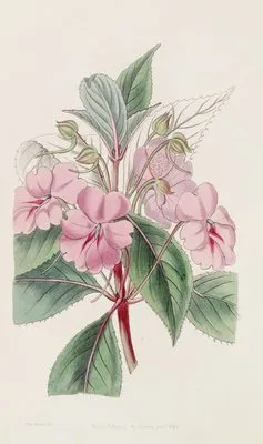 Broad-petaled Balsam (Broad-petaled Balsam)