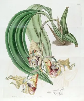 Spotted Coryanthes (Spotted Coryanthes)