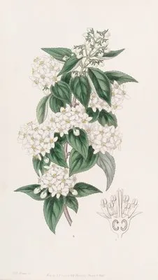 Broad-stamened Deutzia (Broad-stamened Deutzia)