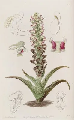 Broomrape Corycium (Broomrape Corycium)