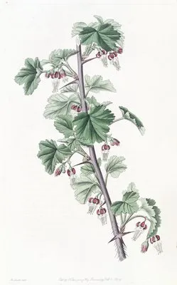 Straggling Gooseberry (Straggling Gooseberry)