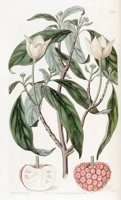 Strawberry-fruited Benthamia (Strawberry-fruited Benthamia)