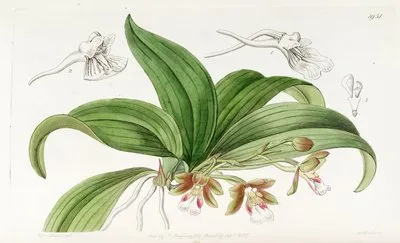 Brown-flowered Trichocentrum (Brown-flowered Trichocentrum)