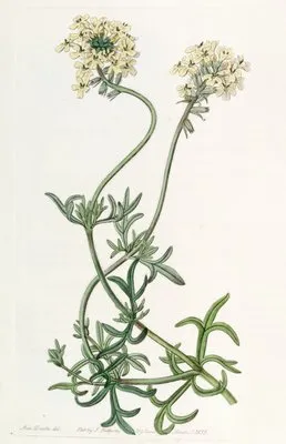 Sulphur-coloured Vervain (Sulphur-coloured Vervain)