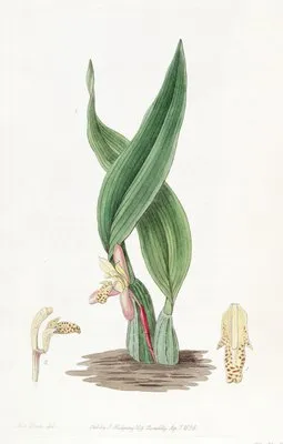 Brownish Maxillaria (Brownish Maxillaria)