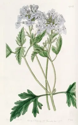Sweet Lilac Vervain (Sweet Lilac Vervain)