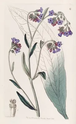 Bugloss-flowered Houndstongue (Bugloss-flowered Houndstongue)