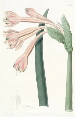 Tawny Coburgia (Tawny Coburgia)