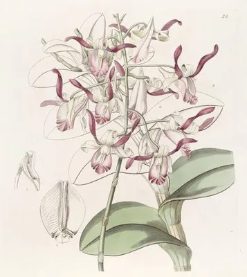 Bull-headed Dendrobium (Bull-headed Dendrobium)