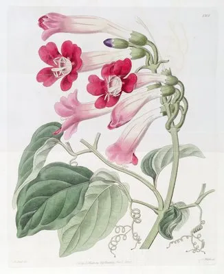 The Cherere Bignonia (The Cherere Bignonia)