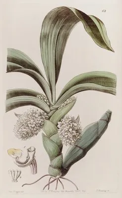 The Close-headed Woolwort. (The Close-headed Woolwort.)