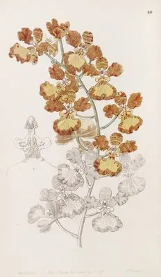 The Cropeared Oncid (The Cropeared Oncid)