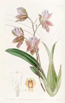 The Duke of Bedford’s Oncidium