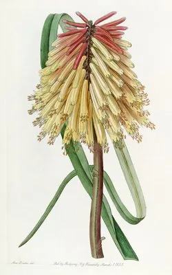 Burchell’s Tritoma