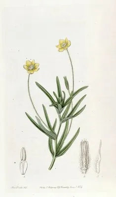 Californian Platystemon (Californian Platystemon)