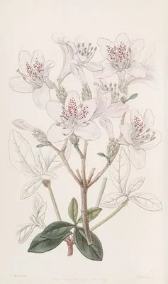 The scaly Azalea (The scaly Azalea)