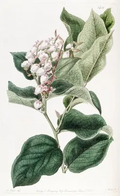 The Shallon Gautheria (The Shallon Gautheria)