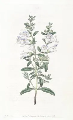 Campanulate Sphacele (Campanulate Sphacele)