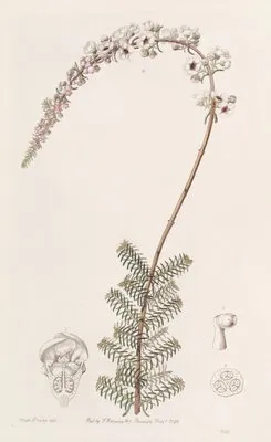 Camphorwort Babingtonia (Camphorwort Babingtonia)