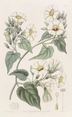 The White-cluster Ipomaea (The White-cluster Ipomaea)