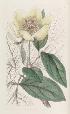 The Yellow Paeony (The Yellow Paeony)