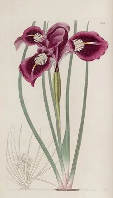 Though-threaded iris (Though-threaded iris)
