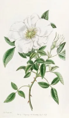 Three-leaved China Rose (Three-leaved China Rose)