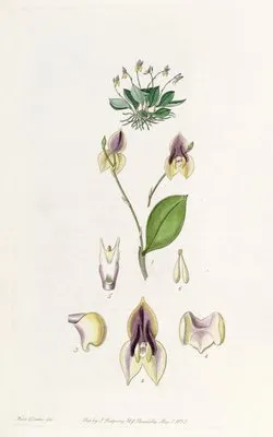 Three-toothed Lepanthes (Three-toothed Lepanthes)