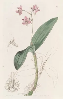 Captain King’s Dendrobium