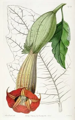Two-coloured Brugmansia (Two-coloured Brugmansia)