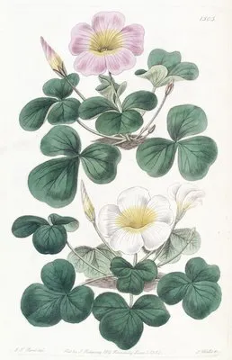 Variable Oxalis (Variable Oxalis)
