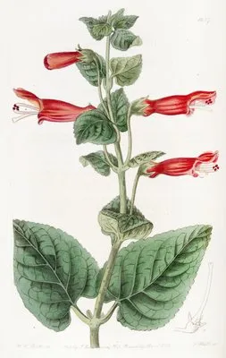Captain Sutton’s Gesnera