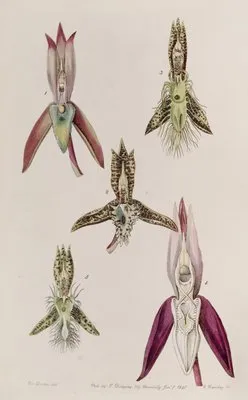 Various Species of Catasetum (Various Species of Catasetum)