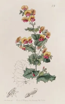 Various-leaved Chorozema (Various-leaved Chorozema)