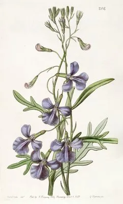 Various-leaved Lobelia (Various-leaved Lobelia)