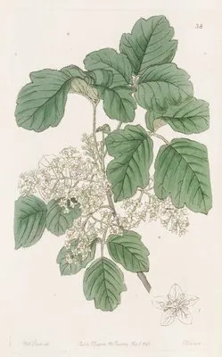Various-leaved Poison Oak (Various-leaved Poison Oak)