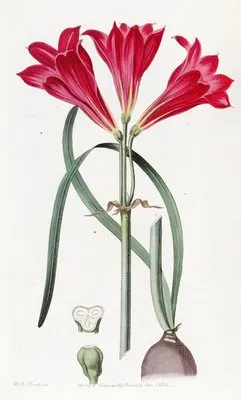 Carmine Amaryllis (Carmine Amaryllis)