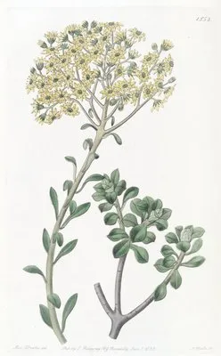 Villous Houseleek (Villous Houseleek)