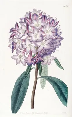 Carton’s Rhododendron