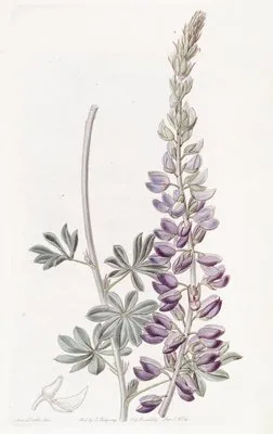 White-leaved Lupine (White-leaved Lupine)