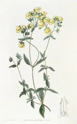 White-leaved Slipperwort (White-leaved Slipperwort)