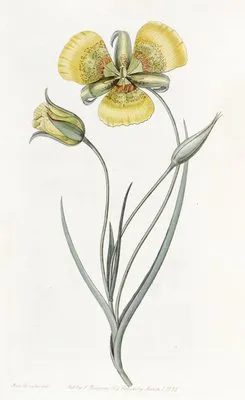 Yellow Calochortus (Yellow Calochortus)
