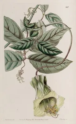 Changeable Cobaea (Changeable Cobaea)