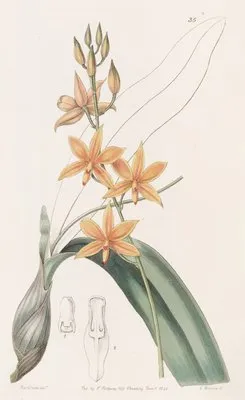 Yolk-of-egg Epidendrum (Yolk-of-egg Epidendrum)