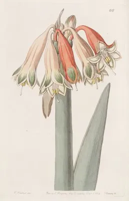 Changeable Coburgia (Changeable Coburgia)