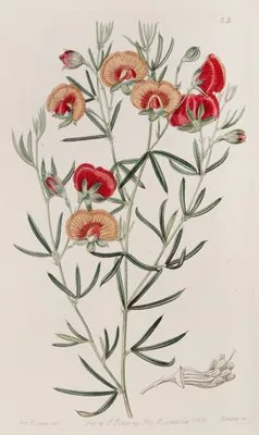 Changeable Gompholobium (Changeable Gompholobium)