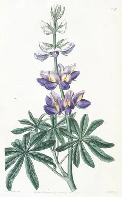 Changeable Lupine (Changeable Lupine)