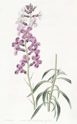 Changeable Wall-flower (Changeable Wall-flower)