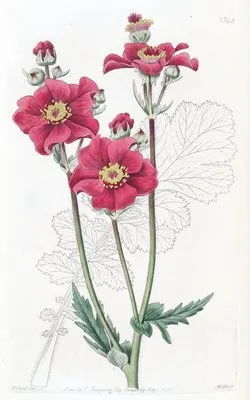 Chilian Geum (Chilian Geum)
