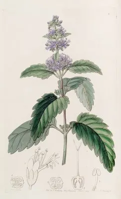 Chinese Beardwort (Chinese Beardwort)